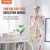 VEVOR Model ludzkiego szkieletu do anatomii, 182 cm Podgląd zdjęcia produktu 2
