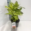 Aucuba japonica 'Variegata' - Japanische Aukube | 30-40 cm Produktbild-Vorschau 1