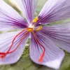 Bloomique - Mélange de 40 - Crocus Sativus - Crocus Safran Voir les images du produit 5