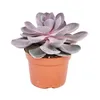 Echeveria Perle von Nürnberg - velká rastlina v 12cm hrnci Náhľad obrázku produktu 2