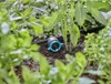 Gardena 13314-20 goutteur d'irrigation 8 l/h Noir Montage Voir les images du produit 3