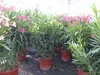 Oleander  110 - 130 cm Busch Nerium Krone Ø90 cm Produktbild-Vorschau 5