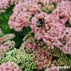 Sedum- & Gründach-Dünger - 20 kg für 400 m2 - Organifer Produktbild-Vorschau 11
