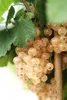 Dehner Johannisbeere Weiße Versailler, weiße Früchte, ca. Produktbild-Vorschau 5