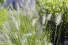 Stauden Gänge 1 x Pennisetum alopecuroides 'Little Honey' Produktbild-Vorschau 5