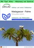 SAFLAX Garden to go - Madagascar - Palme - Pachypodium Produktbild-Vorschau 1