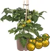 Zólty pomidor koktajlowy - roslina z wieloma owocami - na Podgląd zdjęcia produktu 1