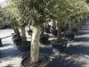 Olivenbaum Olive "60 Jahre" 200 - 240 cm, beste Qualität, Produktbild-Vorschau 8