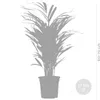 Bloomique - Dypsis Lutescens - Goldfruchtpalme - Areca Produktbild-Vorschau 5