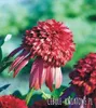 Echinacea Echinacea Hot Papaya 1 pz. piantine di echinacea Anteprima dell’immagine prodotto 2