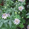 3 x Passionsblume - 3-er set Passiflora caerulea | Produktbild-Vorschau 4