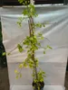 Ginkgo biloba Fächerblattbaum Pflanze 170–200 cm im Topf Produktbild-Vorschau 1
