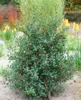 Stechpalme Alaska 10-15 cm, im Topf - Ilex aquifolium, Produktbild-Vorschau 10