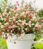 BALDUR Garten 3x Spanisches Gänseblümchen, Pflanzen im 9x9 Produktbild-Vorschau 1
