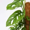 Fensterblatt - Monstera adansonii 'Monkey Mask' - Höhe Produktbild-Vorschau 3