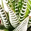 Haworthia fasciata "Big Band" - mittelgroße Pflanze im Produktbild-Vorschau 2