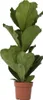 Figowiec dębolistny - Ficus Lyrata - Wysokość 70-90cm - Podgląd zdjęcia produktu 1
