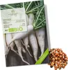 Rettich Samen (Japanischer Daikon, 50 Korn) - Rettich Produktbild-Vorschau 1