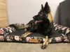 Großes Hundebett Hundesofa Hundekissen Hundekörbchen  Produktbild-Vorschau 3