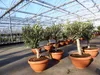 Olivenbaum Bonsai 70 - 90 cm Formgehölz, Olive winterhart, Produktbild-Vorschau 3