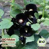 Samenliebe  Malve Samen | Schwarze Erfurter - schwarz - Produktbild-Vorschau 4