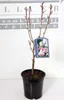 Prunus serr. 'Kanzan' - Ciliegio ornamentale giapponese Anteprima dell’immagine prodotto 1