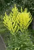 Verbascum olympicum, Königskerze, silbergrau, ca. 9x9 cm Produktbild-Vorschau 5