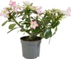 Bloomique - Adenium Obesum - Róża Pustynna - Kwitnąca - Podgląd zdjęcia produktu 1