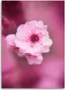 Leinwandbild kirschblüte auf rosa hintergrund 40x60 cm Produktbild-Vorschau 3