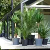 Mieszanka palm ogrodowych - 6 szt - Wysokość 50-70cm - Podgląd zdjęcia produktu 6