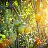 KADAX Blumenstütze aus Stahl "Trang", Pflanzen-Rankstab, Produktbild-Vorschau 12