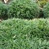 6 x Petite barbe de serpent  - Ophiopogon japonicus « Minor Voir les images du produit 2