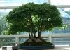 SAFLAX - Dreispitzahorn - Acer buergerianum - 30 Samen - Produktbild-Vorschau 4