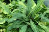 Stauden Gänge 3 x Blechnum spicant im 1 Liter Topf - Produktbild-Vorschau 4