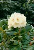 Rhododendron yakushimanum 'Flava', gelb, 40–50 cm Produktbild-Vorschau 8