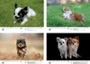 Hundezauber Chihuahua DIN A3 Kalender für 2027 Welpen und Produktbild-Vorschau 3