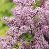 GreenboutiQ - Stamm-Pflanze - Syringa meyeri Palibin - Produktbild-Vorschau 4