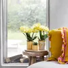 Kolibri Orchids | Gelbe Phalaenopsis Orchidee - Albenga - Produktbild-Vorschau 2