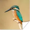 MuchoWow® Poster Eisvogel - Tiere - Vogel 100x100 cm - Produktbild-Vorschau 1
