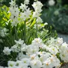 Blumenzwiebelmischung - 125 Stk - Anemone, Allium. Produktbild-Vorschau 4