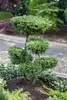 Ilex crenata 'Convexa', Japanische Stechpalme, immergrün, Produktbild-Vorschau 3