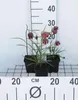 6 x Fritillaria meleagris - korony cesarskie - doniczka 9 x Podgląd zdjęcia produktu 1