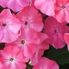6 x koberec plaménka  - Phlox subulata 'Moerheimii'  | Náhled obrázku produktu 2