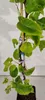 Pyrus pyrifolia 'Chojuro', japonská hruška nashi, 5 litrový Náhľad obrázku produktu 2
