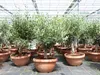 Olivenbaum Bonsai 70 - 90 cm Formgehölz, Olive winterhart, Produktbild-Vorschau 9