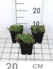 6 x Gypsophila repens 'Rosea' - Gypsophile - pot 9 x 9 cm Voir les images du produit 1