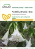 SAFLAX - Andělská trubka / Bílá - Brugmansia suaveolens - Náhled obrázku produktu 1