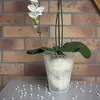 Blumentopf Orchideentopf Orchidee H 165 mm D 135 mm Glas Produktbild-Vorschau 4