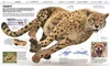 Wissen. Tiere Produktbild-Vorschau 8