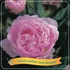 3 Stück Paeonia Mix – Pfingstrose – Strauch – Winterhart – Produktbild-Vorschau 1